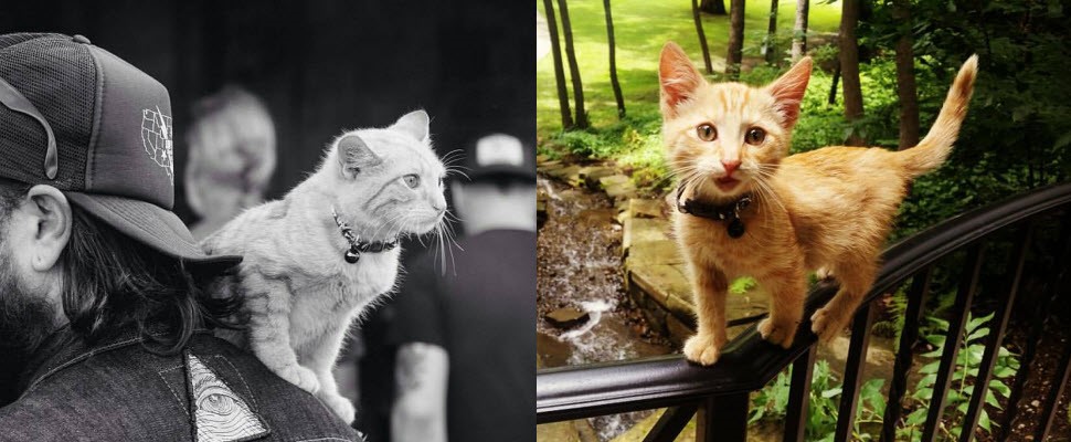 反差萌！重機騎士帶著小萌貓開展開公路之旅～