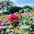実際訪問したユーザーが直接撮影して投稿した舘山寺町植物園 / 樹木園はままつフラワーパークの写真