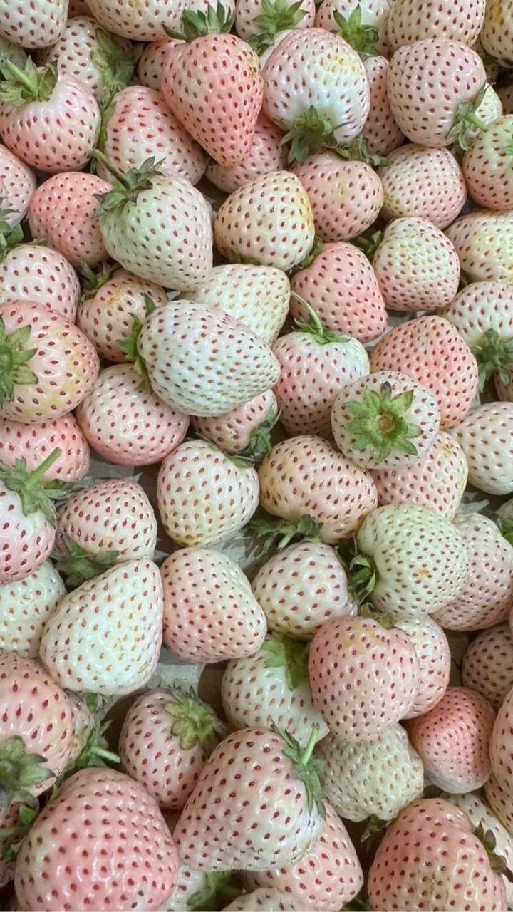 威葛葛進口水果批發