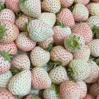 威葛葛進口水果批發