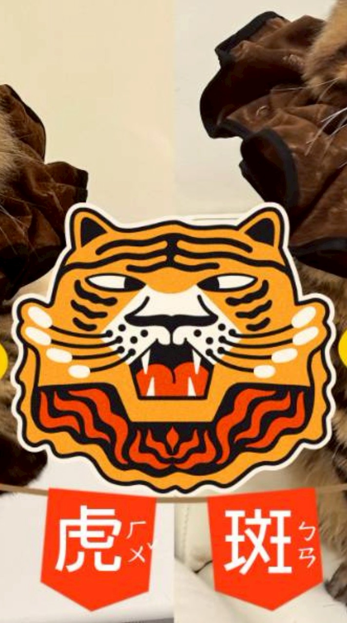 🐯老虎幫🐯棕虎斑緬因俱樂部（棕虎斑限定）
