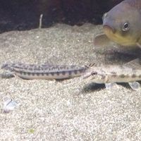 フナやドジョウ、メダカを飼うの好きな人あつまれ