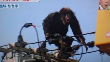 現實版《King Kong》，仙台猩猩出走記
