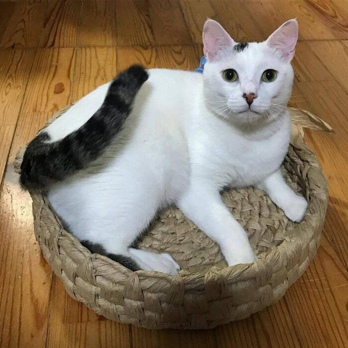 猫ちゃんの寝床に最適！手作り猫ちぐら・紙紐製‐02