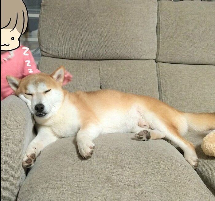 寝ている柴犬タロさんのむにっとした魅惑のほっぺ