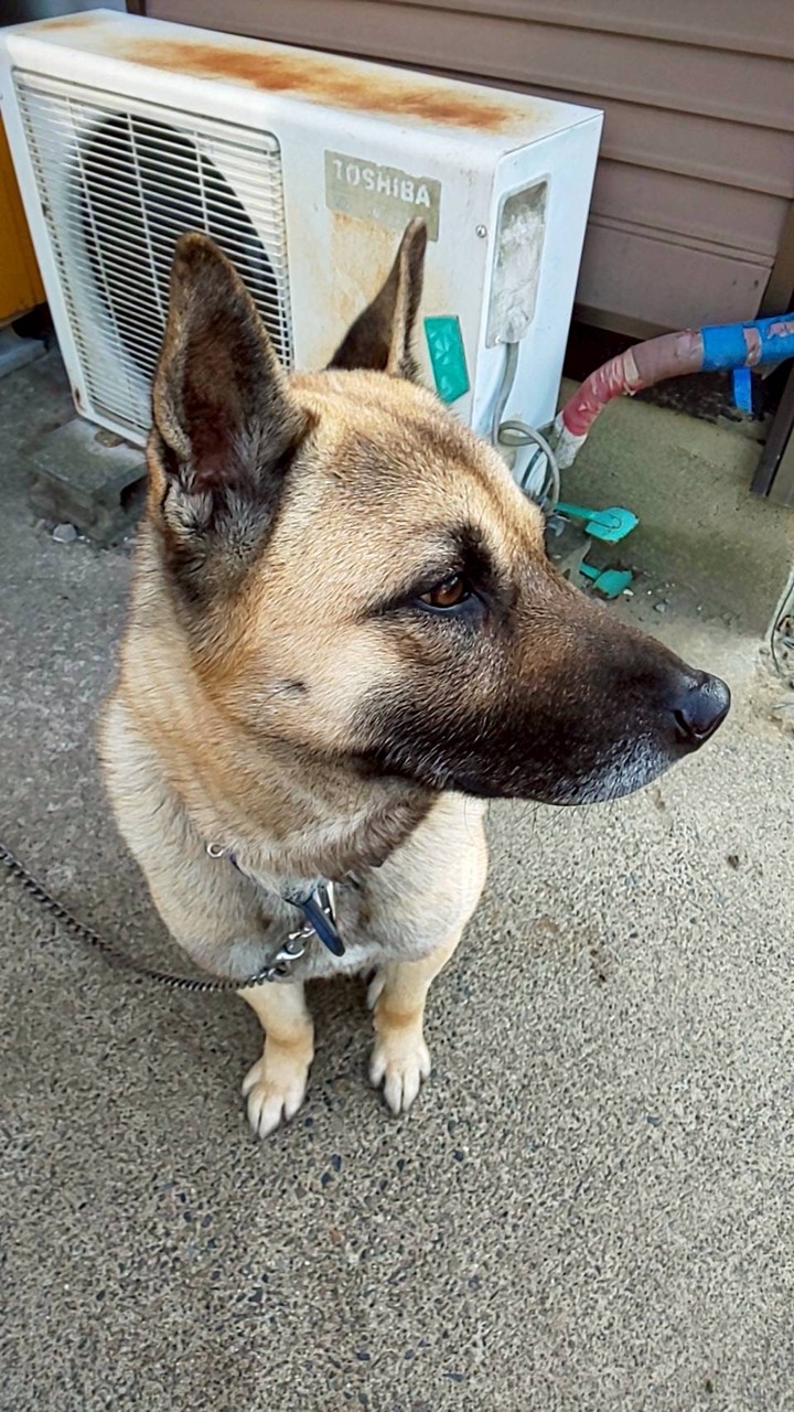 Newワンちゃんクラブ