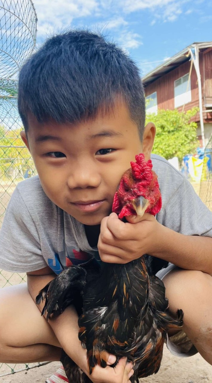 ซื้อขายไก่โคราช