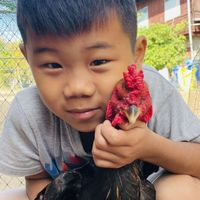 ซื้อขายไก่โคราช