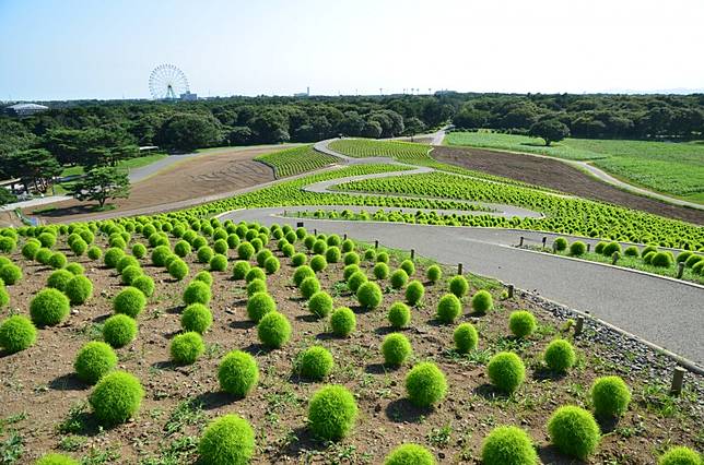 一叢一叢的好療癒 450萬株 波波草 成為日妞打卡新地標 秋天還會變成 紅波波 整個超可愛 Girlstyle 台灣女生日常