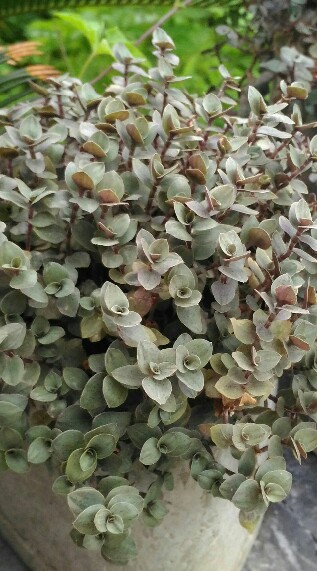 多肉植物社群