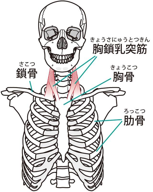 座ったまま30秒 慢性的な肩の痛み 辛さの原因 ガチガチスマホ首 をスーッとラクにする方法