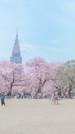 🌸4/18(土)12:00-14:00ノンアル花見@新宿御苑