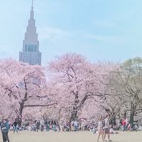 🌸4/18(土)12:00-14:00ノンアル花見@新宿御苑