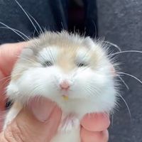 發洩情緒群