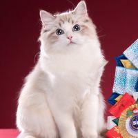 La’moon Cattery