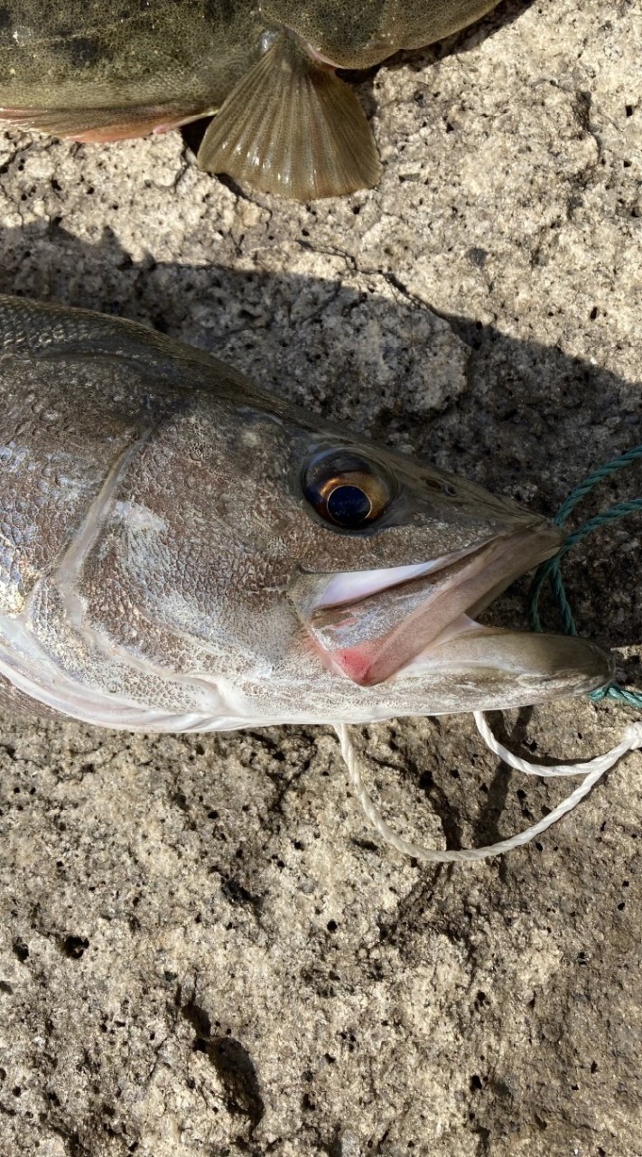 シーバス釣りのオープンチャット