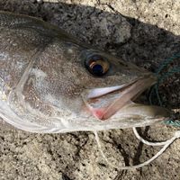 シーバス釣り