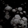 ＢＳＤ  *  壁打ち