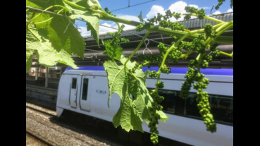 火車站裡種葡萄，葡萄園下等火車，特別風情的日本火車站