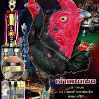 ซุ้ม เพชรบ้านลุ่ม🐲🐉💯
