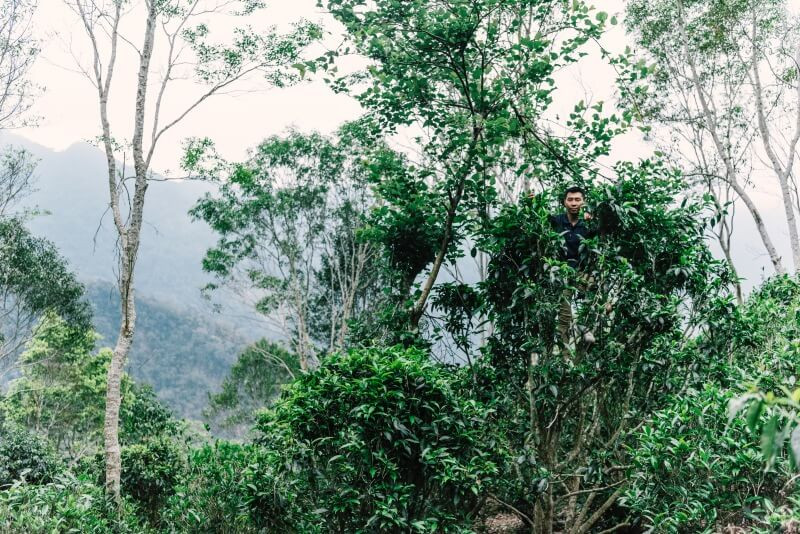 六龜台灣山茶爬樹採集茶葉