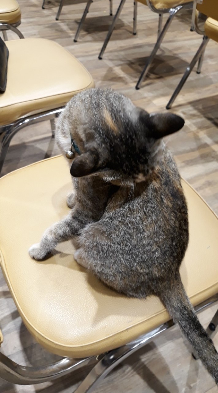 เรื่องแมว