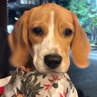 🐶 Kungking_ตัวแทน ✨
