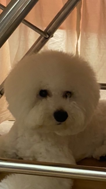 貝貝全球粉絲後援會