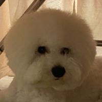 貝貝全球粉絲後援會