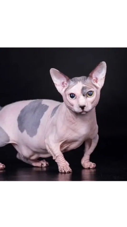 คนรักสฟิงซ์ - Sphynx