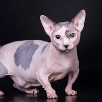 คนรักสฟิงซ์ - Sphynx