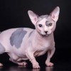 คนรักสฟิงซ์ - Sphynx