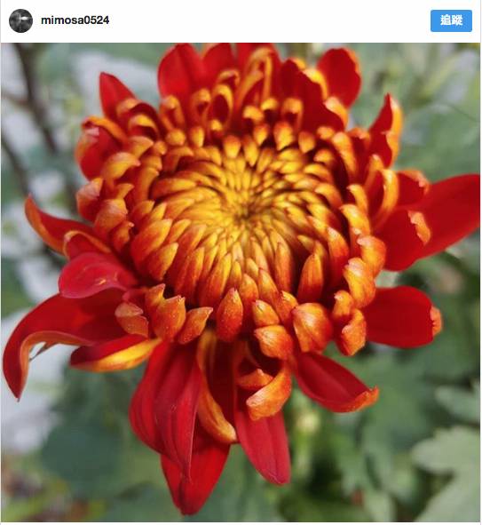 公開12種年花寓意 豬年年花吉位擺錯隨時衰3年 東方新地 Line Today