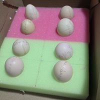 จองไข่&ลูกไก่ สายแข้งหน้าLINE@sor.luethai
