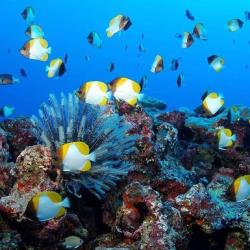 小孩(3~12歲)不佔床者扣NT1000元2足歲以下嬰兒費用:嬰兒(未滿兩歲)NT7000元指定單人房補價差(全程):住宿酒店以兩人一室為原則，若產生單房，需補單人房差NT4000元是否含稅金:否稅金