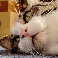 るしるぁーとその下僕たち