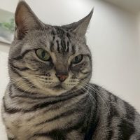 貓茸茸教