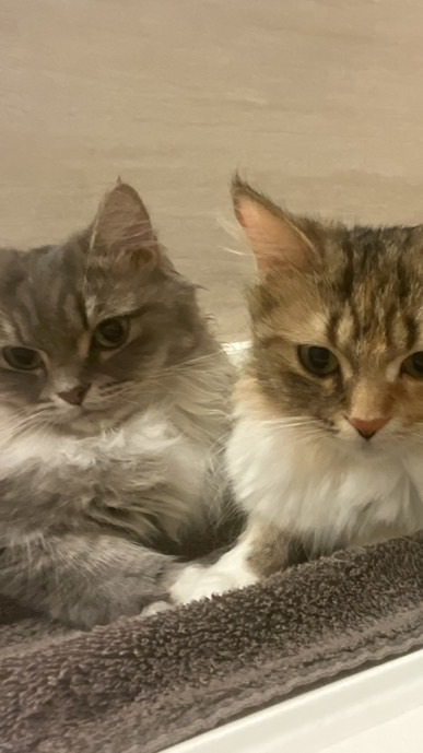 猫の夏場についての冷房事情