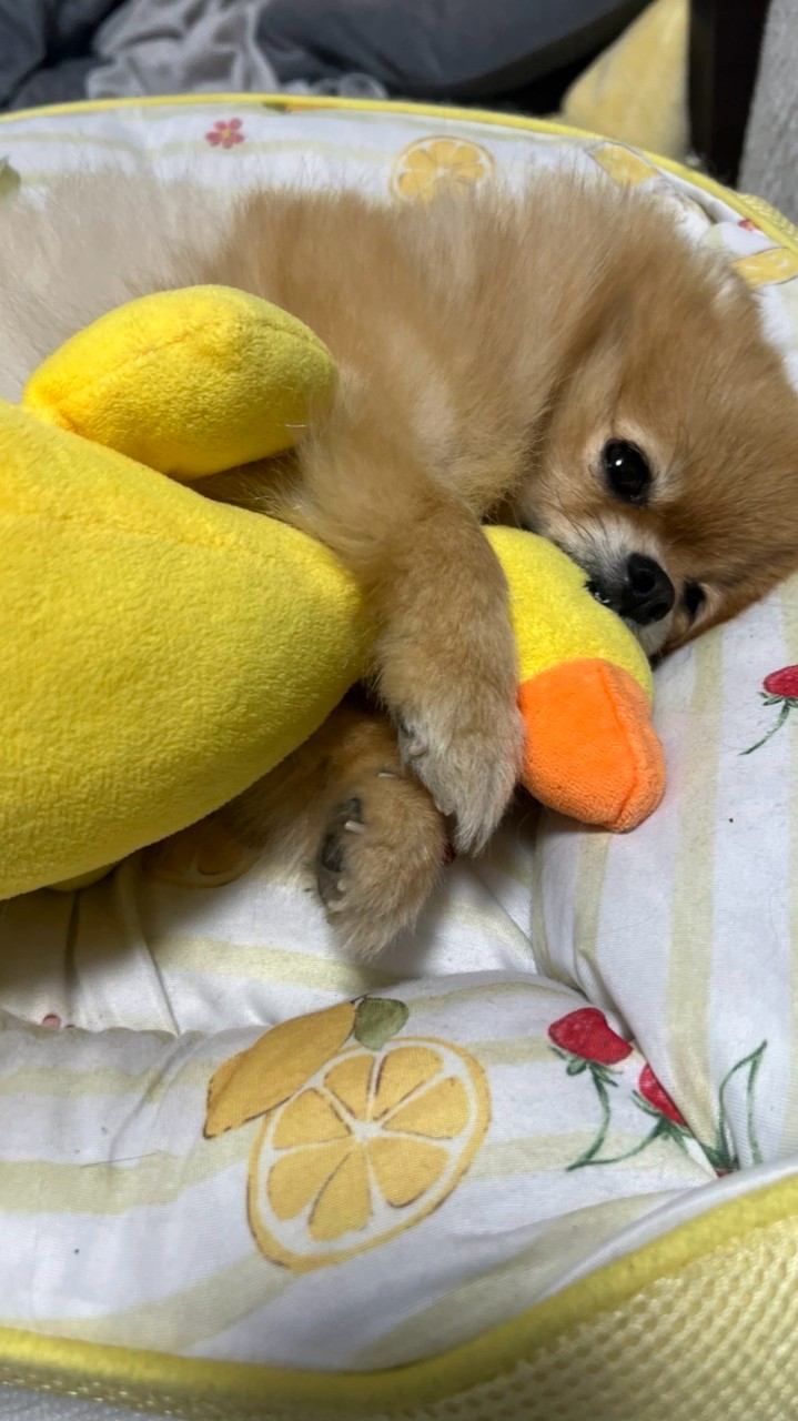 おっさんとポメラニアン🐶