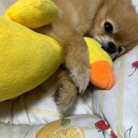 おっさんとポメラニアン🐶