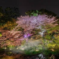 御殿山夢幻夜櫻「櫻霞」超級仙氣！還能體驗「茶煙」、彈三味線，預約名額有限，先搶先贏