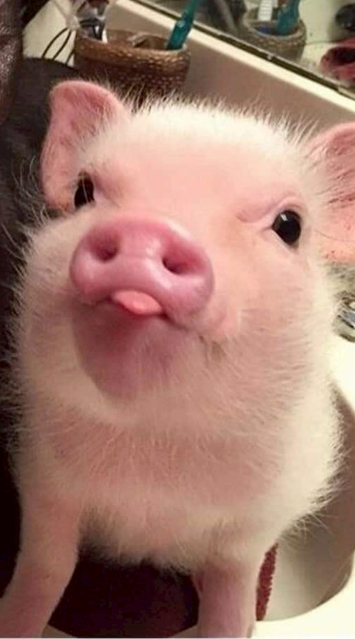 ด้อมไอ่อิงหมูหัน