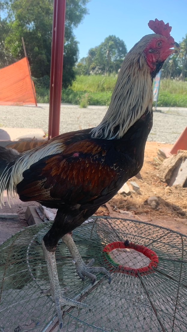 ซื้อขายไก่ชนพัทยาชลบุรีและพื้นที่ใกล้เคียง
