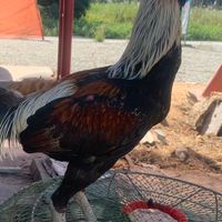 ซื้อขายไก่ชนพัทยาชลบุรีและพื้นที่ใกล้เคียง