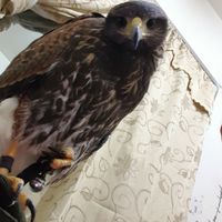 馴鷹交流觸進組
