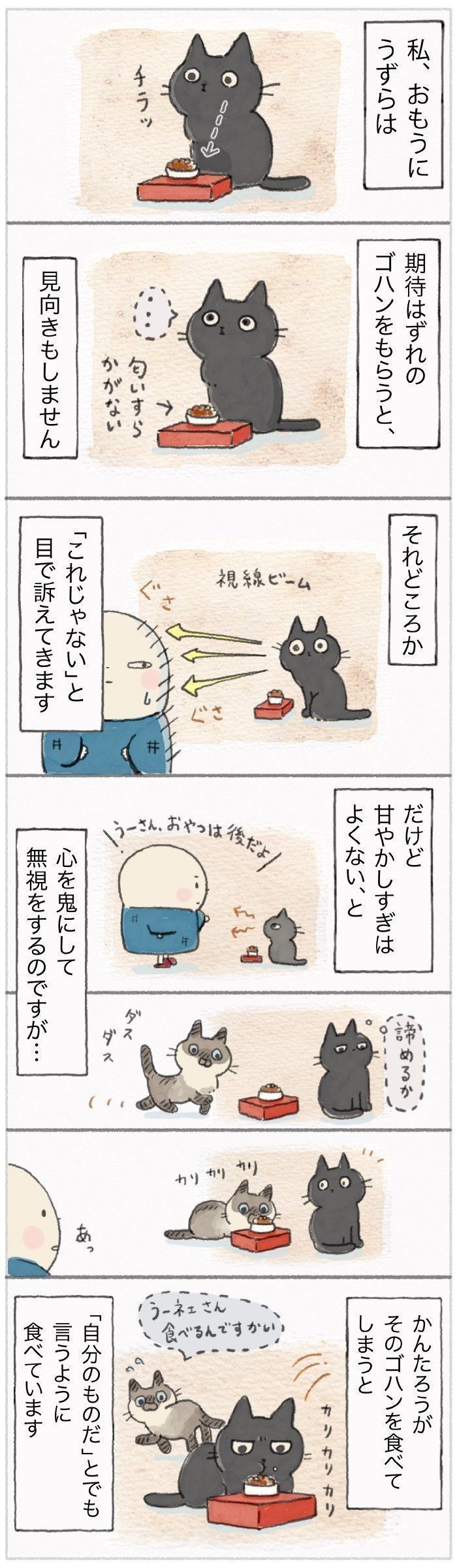 猫の寝る場所で 飼い主さんへの 信頼度 がわかる