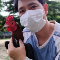 ไก่ชนพม่า สาละวิน by Aiew