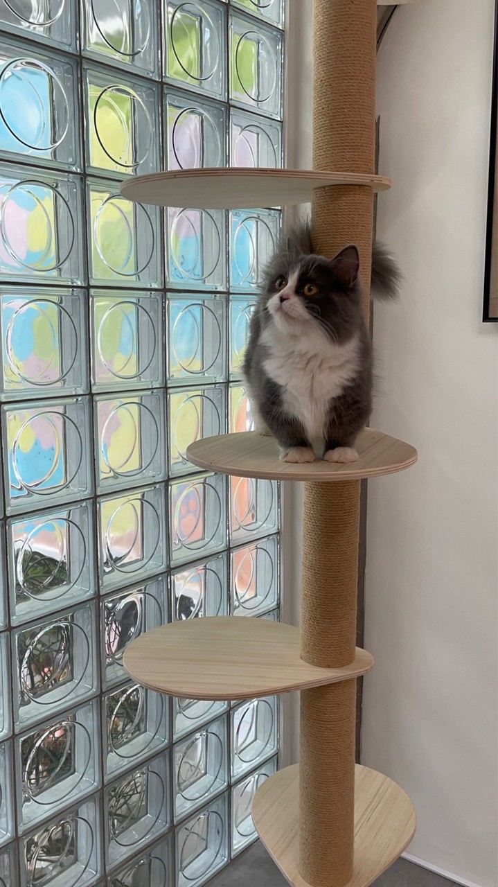 喔嗨喵OH HI MEOWʕ •ᴥ•ʔ