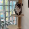 喔嗨喵OH HI MEOWʕ •ᴥ•ʔ