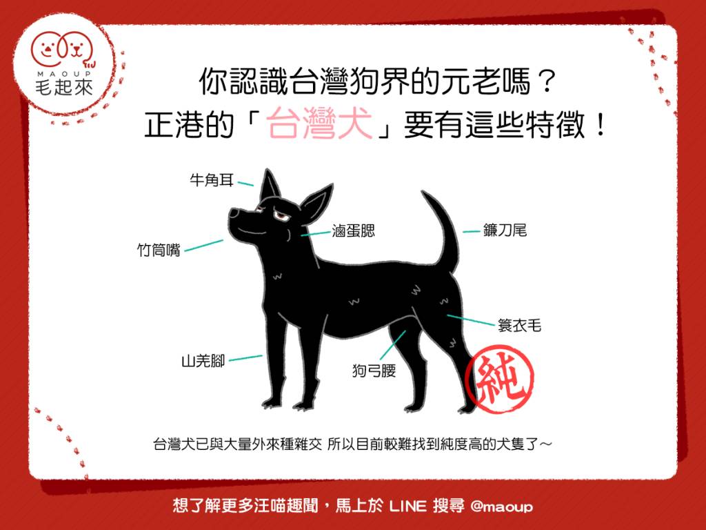 汪汪小學堂 你認識台灣狗界的元老嗎 正港的 台灣犬 要有這些特徵 毛起來 Line Today